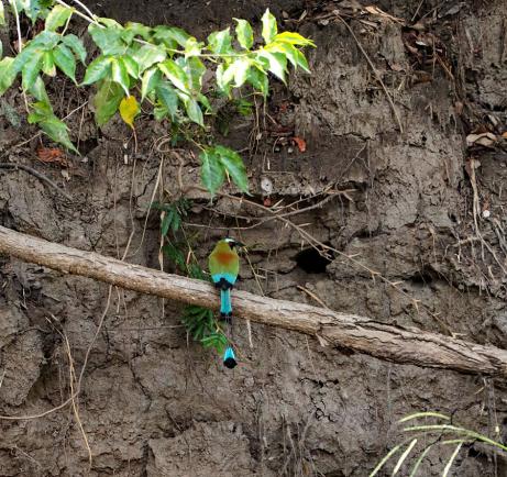 Motmot (einer der schönsten Vögel Mittelamerikas.....war leider nur sehr weit weg von meiner Kamera)