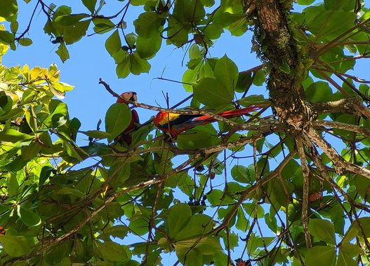 In Quepos versuchten wir nochmal Aras zu fotografieren, nur leider sitzen die immer in den schattigen Bäumen hinter vielen Blättern versteckt