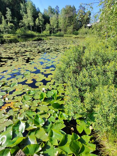 Seerosenzeit auf dem Teich