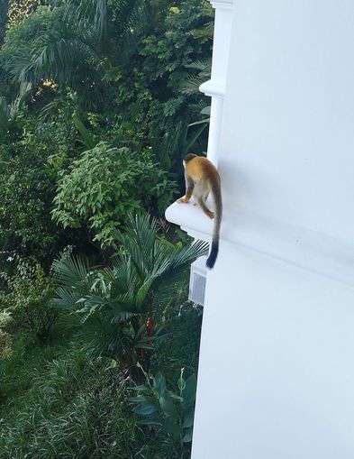 jeden Morgen turnten kleine Äffchen vor den Hotelfenstern oder in den Bäumen rum